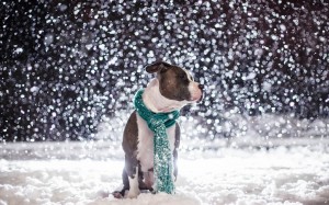hond-met-sjaal-buiten-in-de-sneeuw-hd-winter-achtergrond